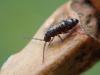 Tomocerus vulgaris